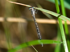 Enallagma risi