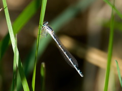 Enallagma risi