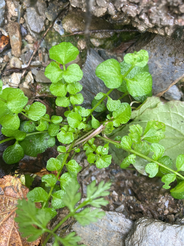 Cardamine hirsuta observed 2026-10-25