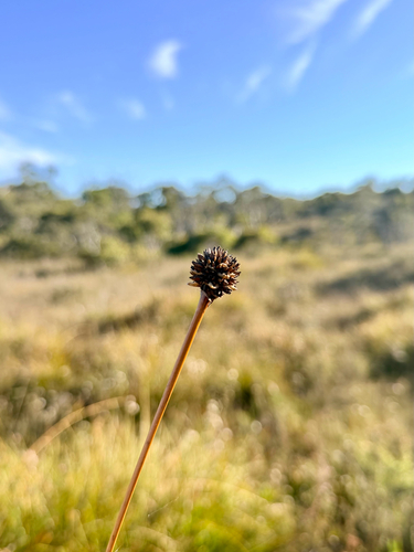 Gymnoschoenus sphaerocephalus observed 2026-10-23