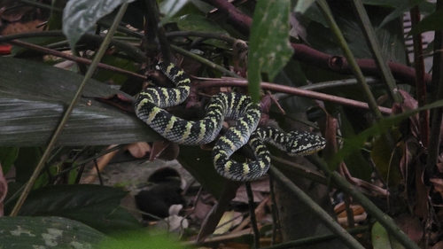 Tropidolaemus wagleri observed 2026-10-25