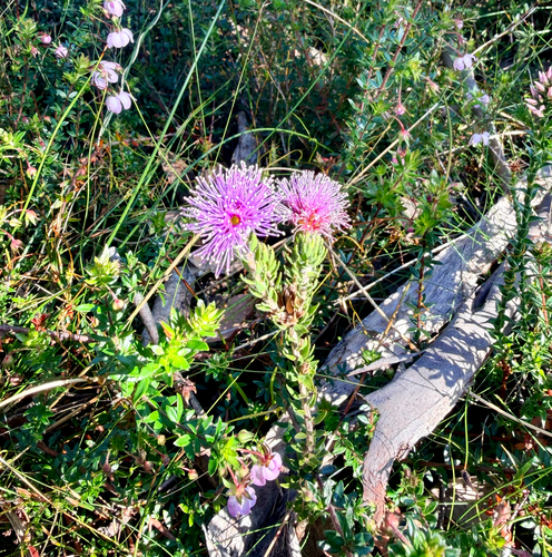 Melaleuca squamea observed 2026-10-23