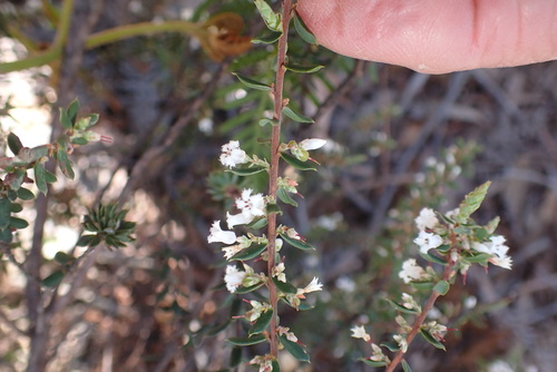 Leucopogon obovatus, 2026-10-15