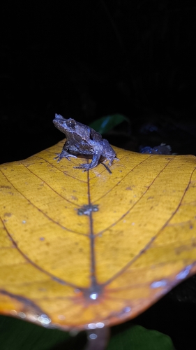 Megophrys montana observed 2026-10-23