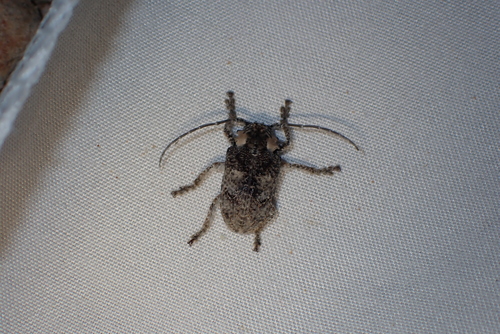 Tetradia lophoptera, 2026-10-18