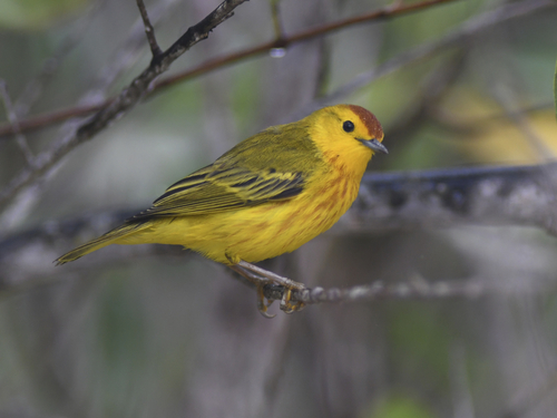 Mangrove Yellow Warbler