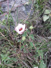 Pavonia cymbalaria