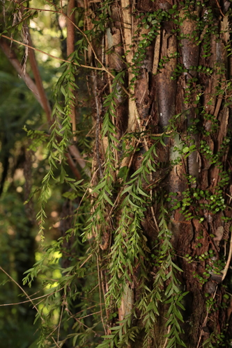 Tmesipteris elongata observed 2026-10-25