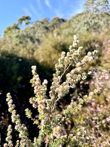 Leptospermum lanigerum observed 2026-10-23