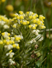 Castilleja campestris