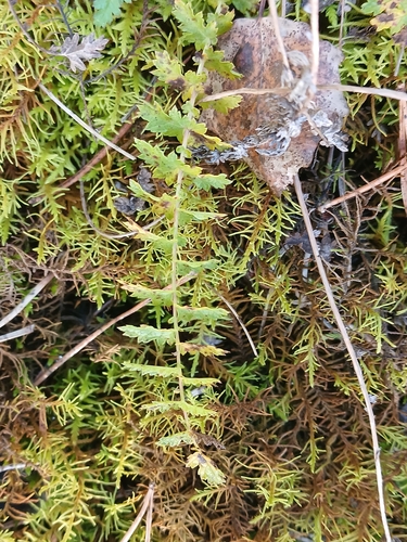 Filipendula vulgaris, 2026-10-25
