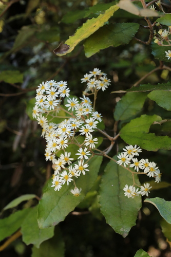 Olearia rani observed 2026-10-25
