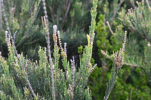 Allocasuarina monilifera observed 2026-10-20