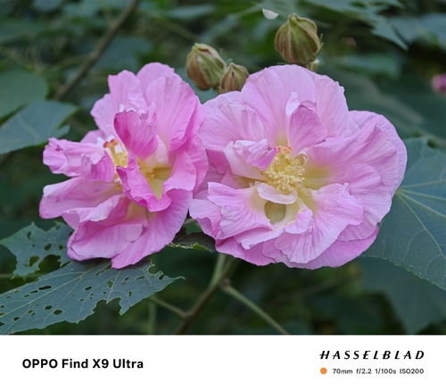 Hibiscus mutabilis observed 2026-10-25