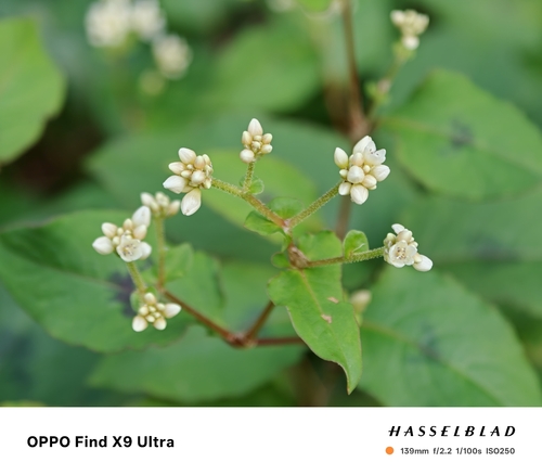 Persicaria chinensis observed 2026-10-25