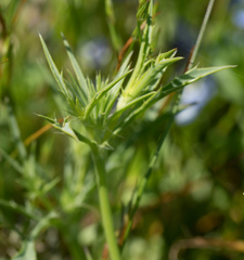 Eryngium vaseyi