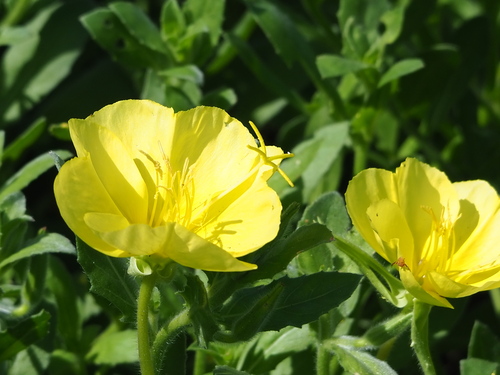 Beach evening primrose (Oenothera drummondii)
