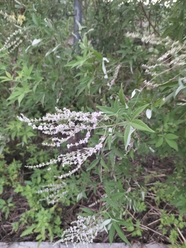 Vitex negundo observed 2026-10-25