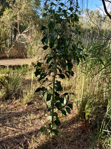 Acacia pycnantha observed 2026-10-25