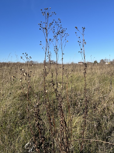Hieracium umbellatum observed 2026-10-25