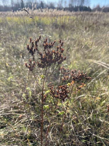 Hypericum perforatum observed 2026-10-25