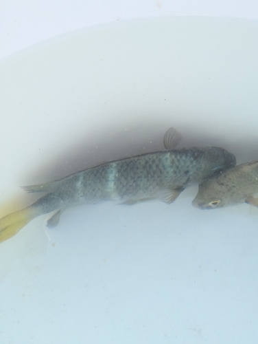 Abudefduf notatus observed 2026-10-24