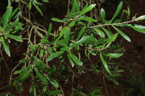 Bursaria incana observed 2026-10-25