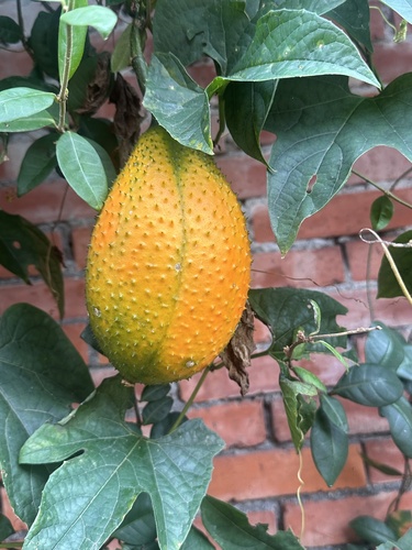 Momordica cochinchinensis observed 2026-10-25