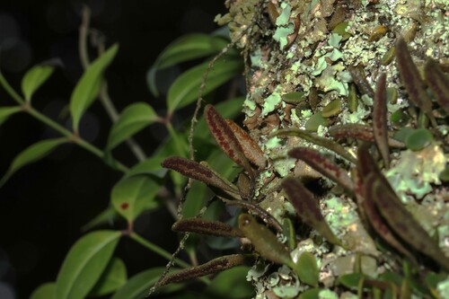 Pyrrosia rupestris observed 2026-10-25