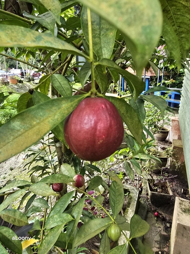 Phaleria observed 2026-10-25