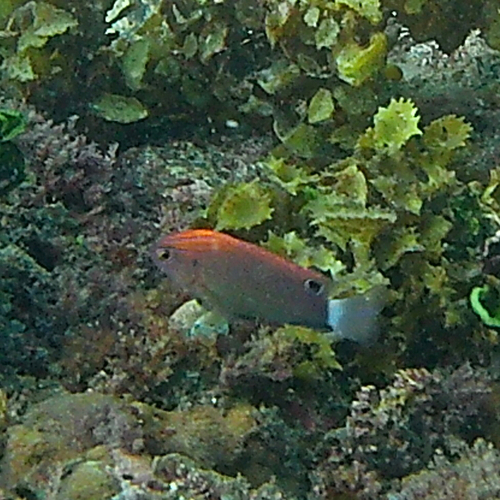 Pomacentrus observed 2026-10-25