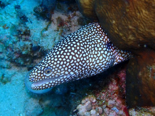 Gymnothorax meleagris observed 2026-10-25