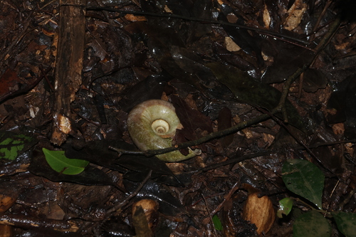 Pedinogyra hayii observed 2026-10-25