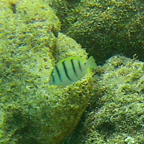 Acanthurus triostegus observed 2026-10-25