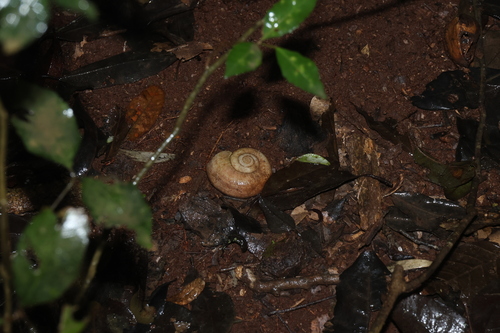 Pedinogyra hayii observed 2026-10-25