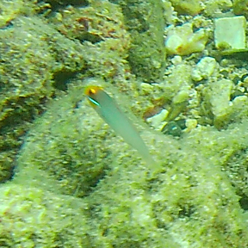 Valenciennea observed 2026-10-25