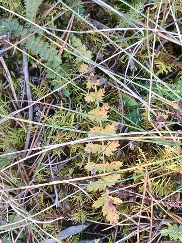 Filipendula vulgaris, 2026-10-25