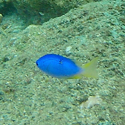 Pomacentrus coelestis observed 2026-10-25