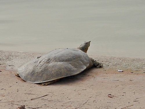 Spiny Softshell