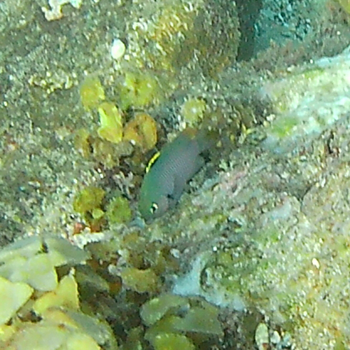 Stegastes fasciolatus observed 2026-10-25