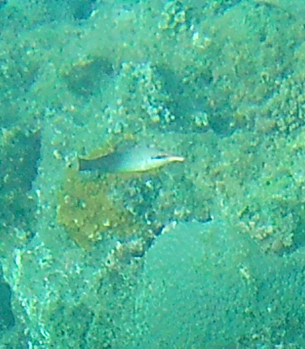Gomphosus varius observed 2026-10-25