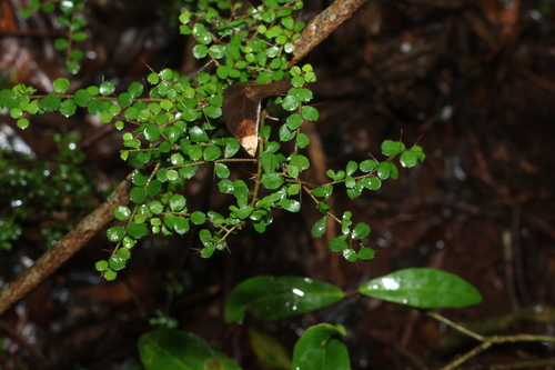 Pittosporum multiflorum observed 2026-10-25