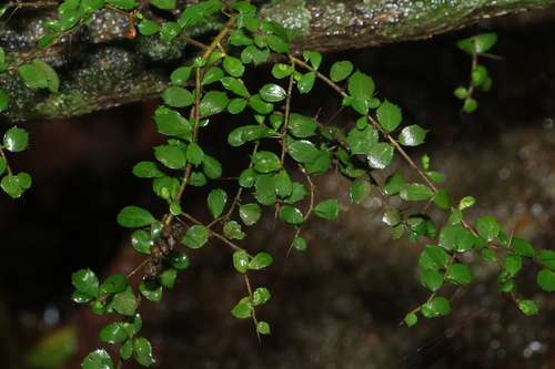 Pittosporum multiflorum observed 2026-10-25