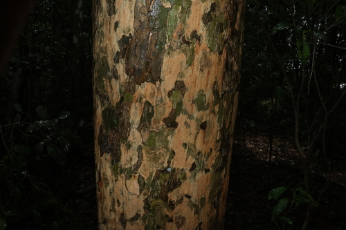Flindersia observed 2026-10-25