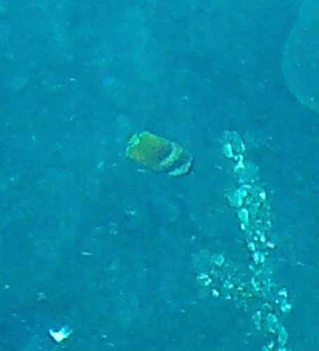 Chaetodon kleinii observed 2026-10-25