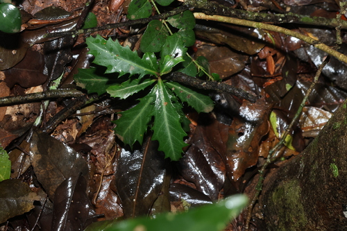 Myrsine variabilis observed 2026-10-25