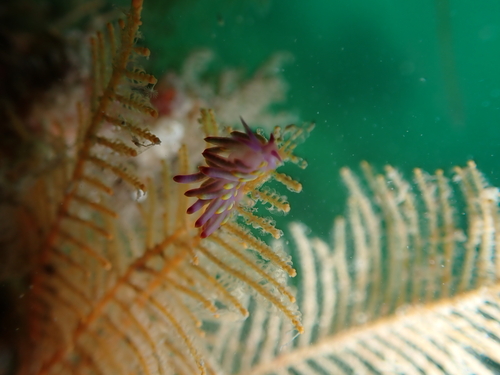Porites observed 2026-10-25