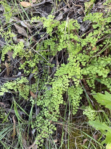 Adiantum aethiopicum observed 2026-10-25