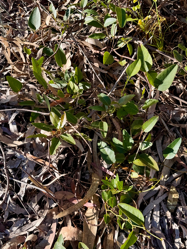Hardenbergia violacea observed 2026-10-25