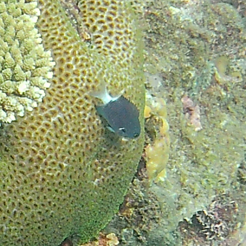 Chromis margaritifer observed 2026-10-25